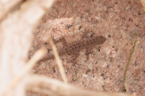 Guweira Semaphore Gecko