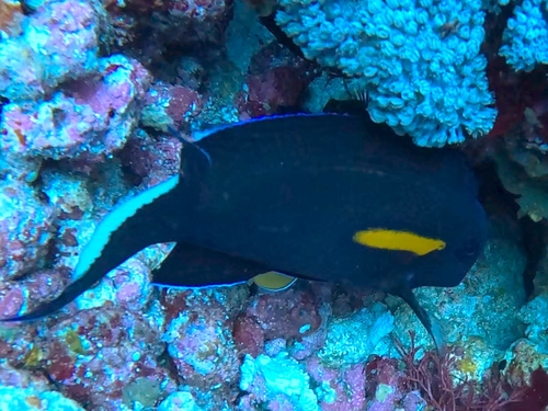 Acanthurus olivaceus