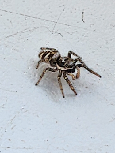 Zebra Jumping Spider