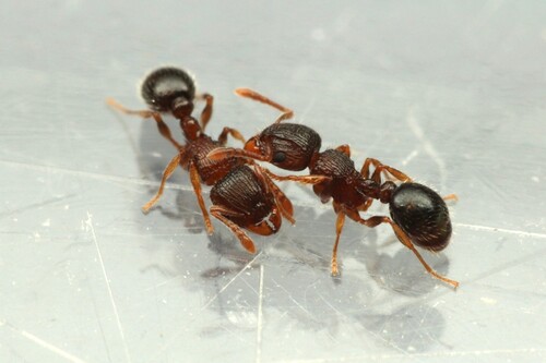 史氏铺道蚁Tetramorium smithi