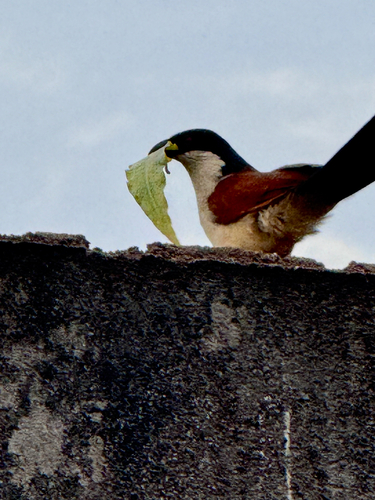 Senegal Coucal
