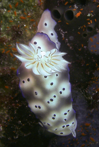 Tryon's Hypselodoris