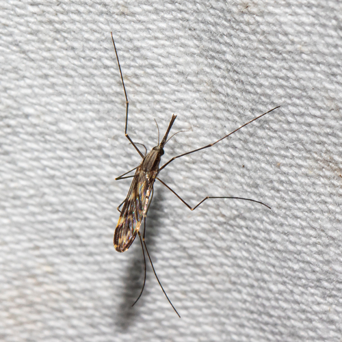 Unknown species found near Hardy County, WV, USA