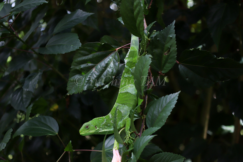 Gau Iguana