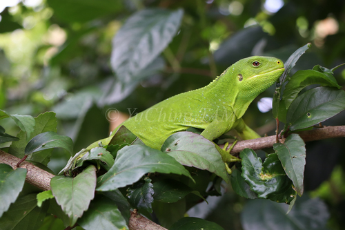 Gau Iguana