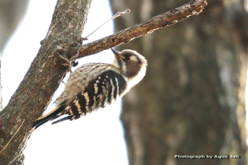 Japanese Pygmy Woodpecker