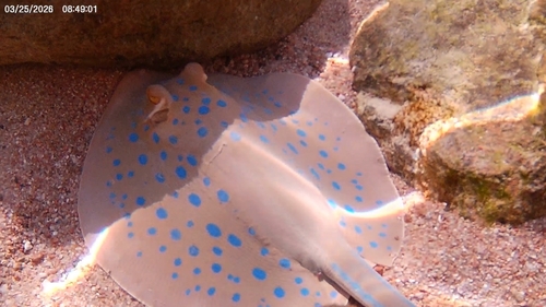 Taeniura lymma