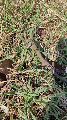 Green Lizard