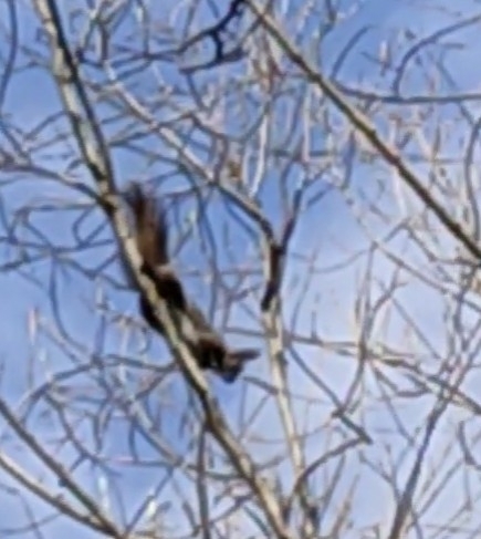Eurasian Red Squirrel