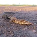 Ridgetail Monitor - Photo (c) Scott Baker, all rights reserved, uploaded by Scott Baker