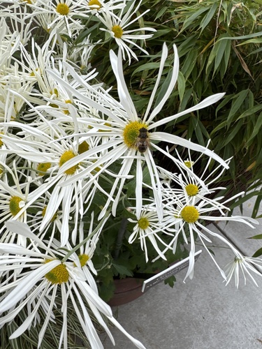 Unknown species found near New York Botanical Garden, New York, NY, US