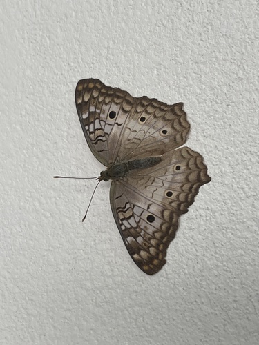 White Peacock