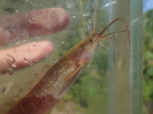Forest walking catfish
