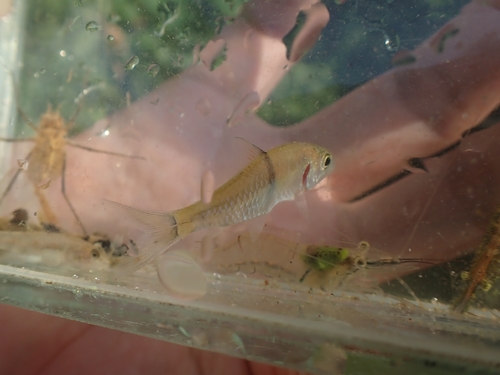 Hampala Barb