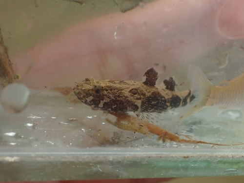 Marbled Goby