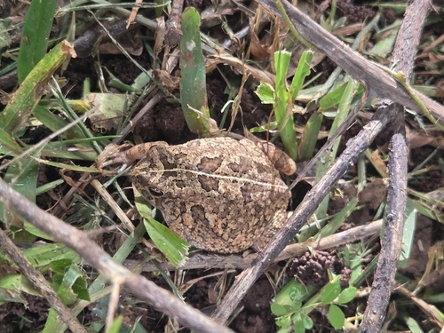 Eastern Flat-backed Toad