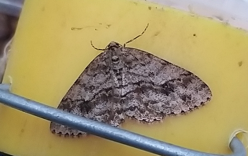 Small Engrailed