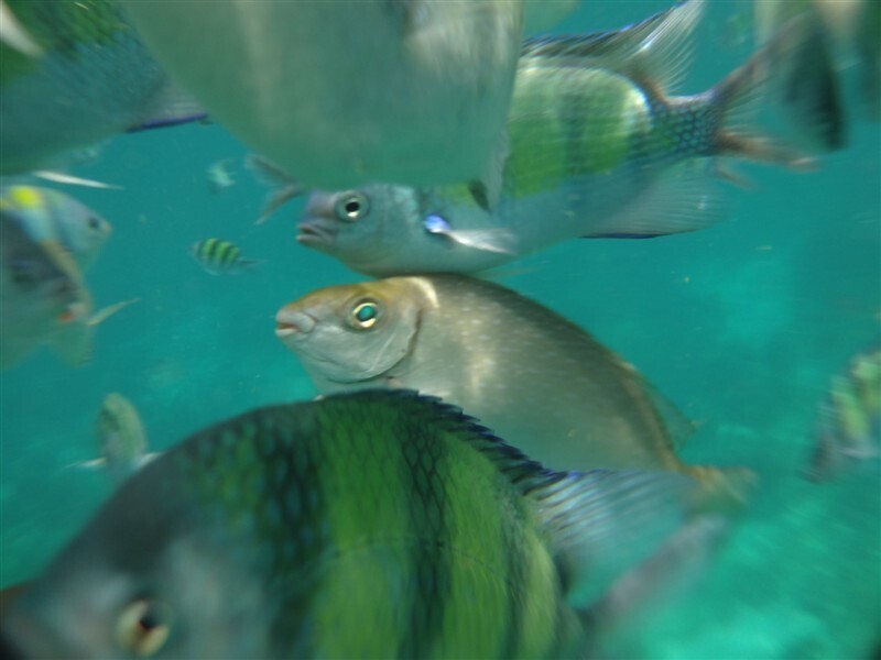Wapi Fish White-spotted Rabbitfish from 泰国甲米甲米府治县 on January 3, 2013 at 02:39 PM ...