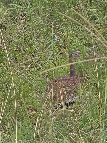 Red-crested Bustard