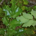 Piper's Oregon-Grape - Photo (c) j-stauffer, all rights reserved, uploaded by j-stauffer