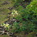 Thermopsis chinensis - Photo (c) YZ I, todos los derechos reservados, subido por YZ I