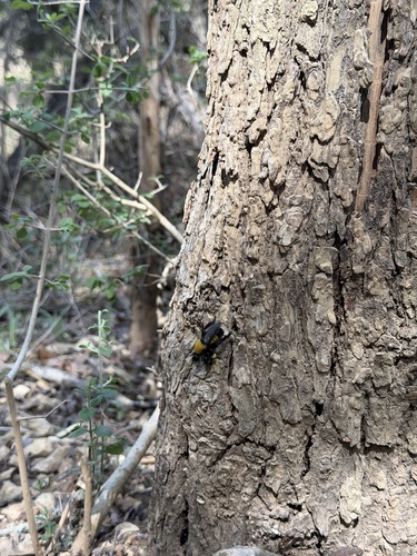 Unknown species found near San Marcos, TX, US