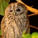 Maghreb Owl - Photo (c) Boujemaa Elkrik, all rights reserved, uploaded by Boujemaa Elkrik