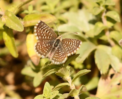 Red-clover Blue