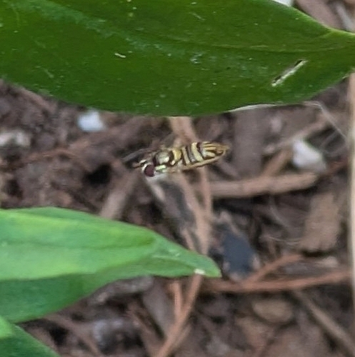 Unknown species found near Texas, US