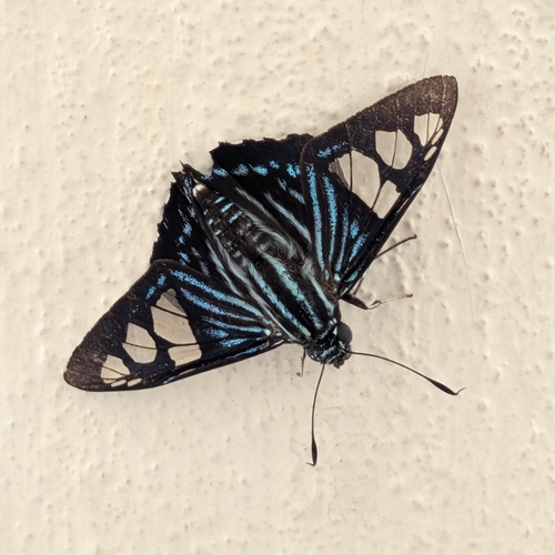 Belus Skipper