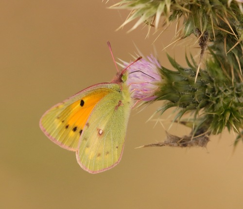 African Clouded Yellow