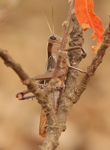 Garden Locust