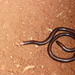 Dark Blind Snake - Photo (c) arthur_abegg, all rights reserved