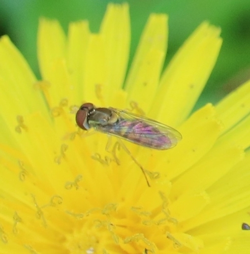 Unknown species found near Northampton, TX 77389, USA