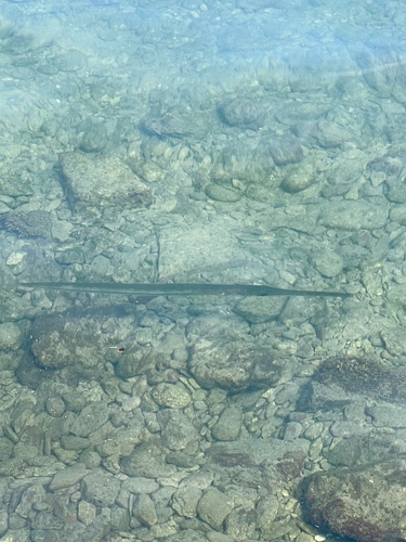 Fistularia commersonii