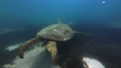 Green sea turtle