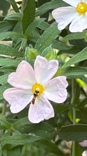 Unknown species found near Madera Ave, Los Angeles, CA, US