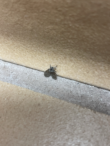 Unknown species found near Scenic Hwy, Lookout Mountain, GA, US