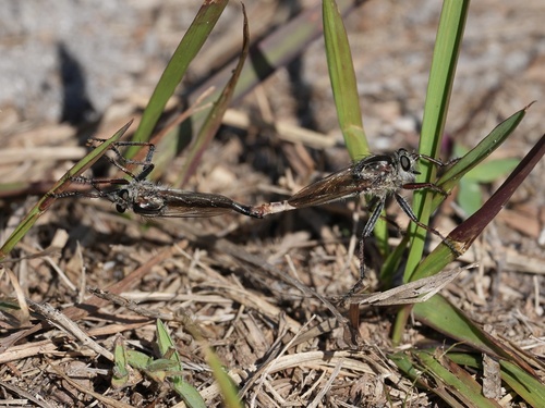 Unknown species found near Lake Manatee State Park, Bradenton, FL, US