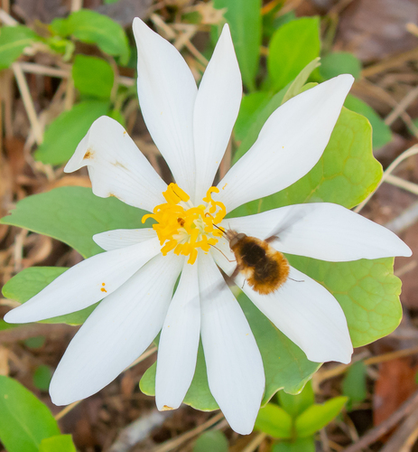Unknown species found near Appomattox County, VA, USA