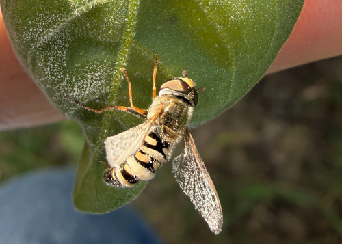 Unknown species found near California, US