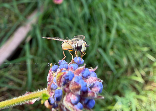 Unknown species found near California, US