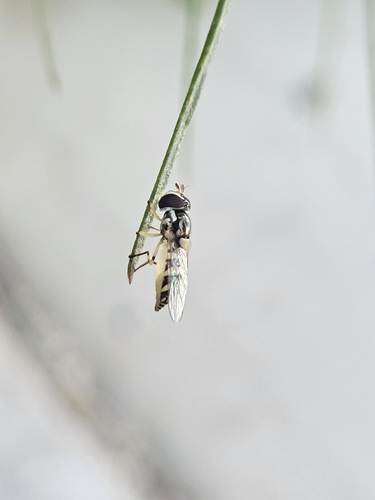 Unknown species found near Palm Desert, CA 92211, USA