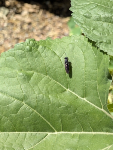 Unknown species found near Elliot Rd & Sycamore Pl, Chandler, AZ 85224, USA