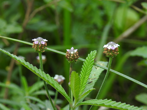 southern fogfruit (Phyla stoechadifolia)