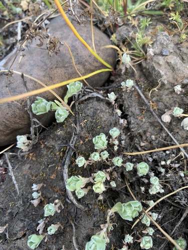 iNaturalist observation photo of round woolly-marbles