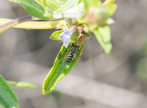 Unknown species found near Beverly Crest, Los Angeles, CA, USA