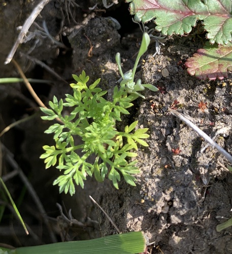 iNaturalist observation photo of common soliva