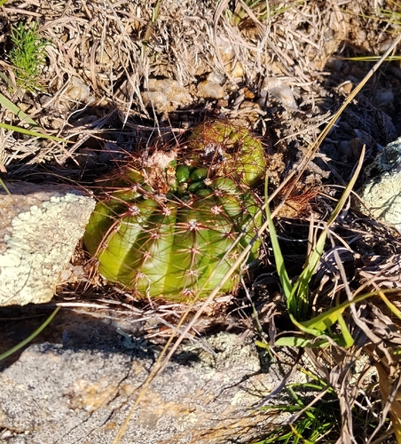 Parodia ottonis