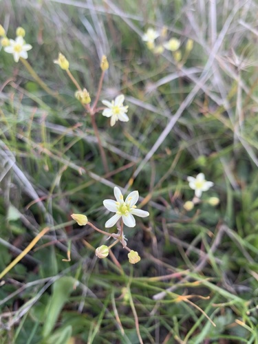 iNaturalist observation photo of Sea Muilla